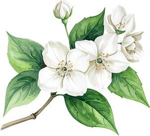 Cream flowers